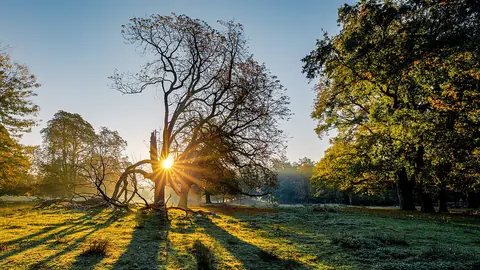 Sunburst through an off-center tree in a park at sunrise