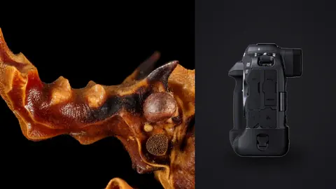 Canon EOS R3 product photo beside fulgorid planthopper with an unusual horned head