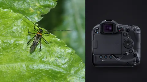 Canon EOS R3 product photo beside insect perched on the edge of a green leaf