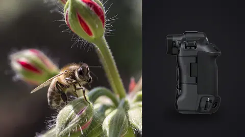 Canon EOS R3 product photo beside bee flying toward small pink flower buds