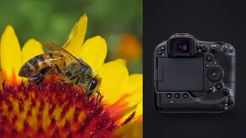 Canon EOS R3 product photo beside honey bee on a red and yellow gaillardia flower