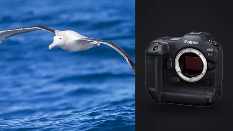 Canon EOS R3 product photo beside large seabird gliding low over ocean