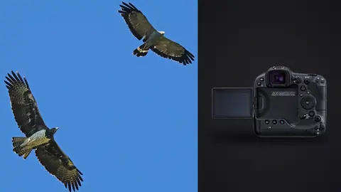 Canon EOS R3 product photo beside two birds of prey in flight against blue sky