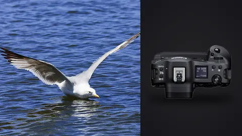 Canon EOS R3 product photo beside gull touching down on water with wings raised