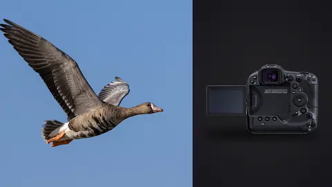 Canon EOS R3 product photo beside goose in flight against blue sky