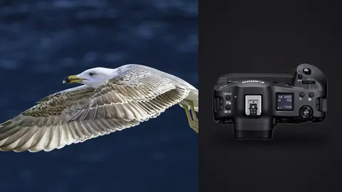 Canon EOS R3 product photo beside gull in flight over dark water