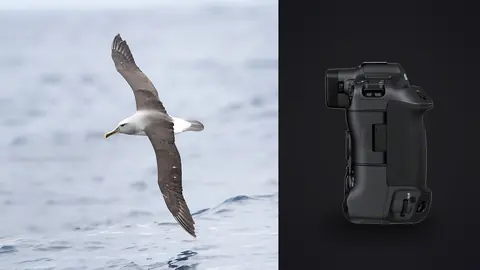 Canon EOS R3 product photo beside seabird gliding low over ocean