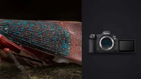 Canon EOS R5 Mark II product photo beside colorful red and blue leafhopper macro