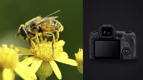 Canon EOS R5 Mark II product photo beside bee covered in pollen on a yellow flower