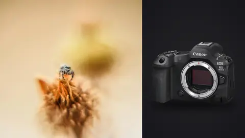 Canon EOS R5 Mark II product photo beside small jumping spider peeking over a dried flower