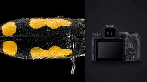 Canon EOS R5 Mark II product photo beside black beetle with yellow spots on black background