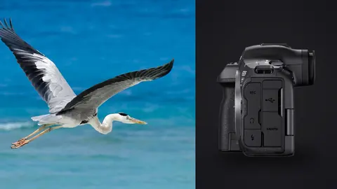 Canon EOS R5 Mark II product photo beside heron in flight over turquoise water