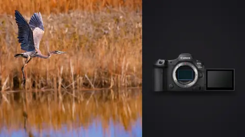 Canon EOS R5 Mark II product photo beside heron in flight over golden wetland reeds