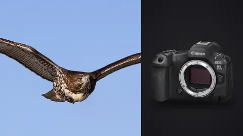 Canon EOS R5 Mark II product photo beside hawk in flight against blue sky
