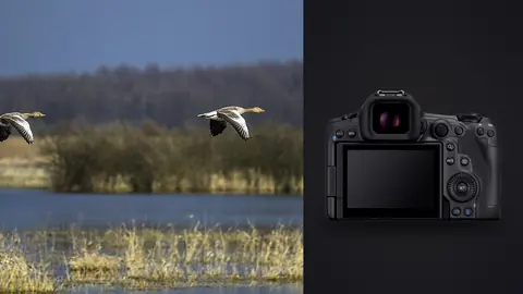 Canon EOS R5 Mark II product photo beside two geese in flight over a wetland landscape