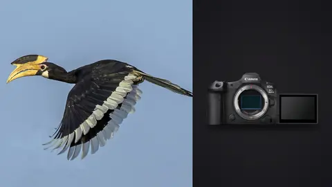 Canon EOS R5 Mark II product photo beside hornbill in flight with large yellow bill