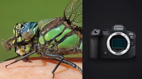 Canon EOS R6 Mark II product photo beside iridescent green dragonfly close up on a hand