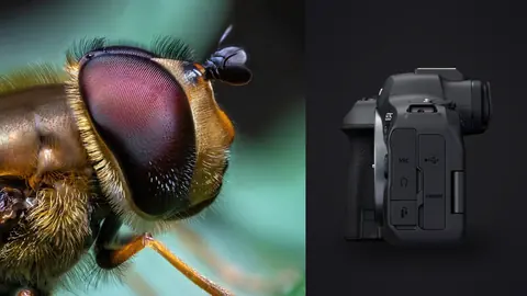 Canon EOS R6 Mark II product photo beside hoverfly head macro with large red compound eyes