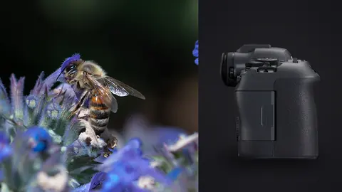 Canon EOS R6 Mark II product photo beside two bees foraging on tall blue flower spikes