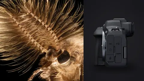 Canon EOS R6 Mark II product photo beside extreme macro of a feathered insect antenna and eye