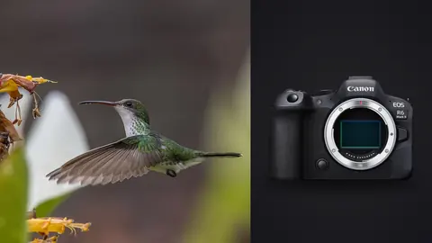 Canon EOS R6 Mark II product photo beside hummingbird hovering near pink flowers