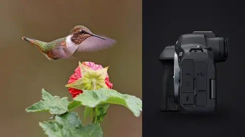 Canon EOS R6 Mark II product photo beside hummingbird hovering near pink flowers