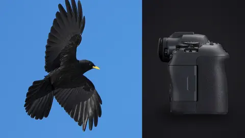 Canon EOS R6 Mark II product photo beside black bird in flight against blue sky