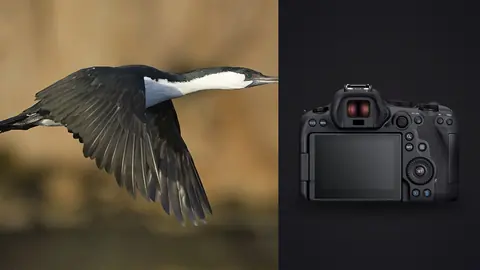 Canon EOS R6 Mark II product photo beside dark cormorant in flight
