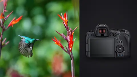 Canon EOS R6 Mark II product photo beside small iridescent sunbird hovering near red flowers