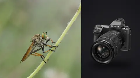 Fujifilm GFX100 II product photo beside robber fly macro perched on a plant stem