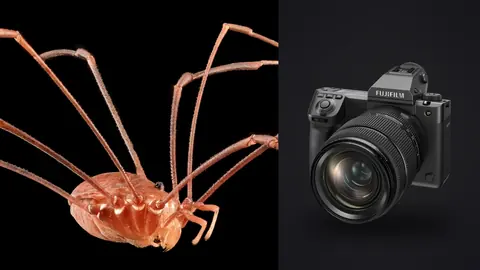 Fujifilm GFX100 II product photo beside harvestman spider with long thin legs on black background