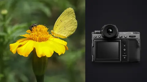 Fujifilm GFX100 II product photo beside yellow butterfly and small bug on a marigold