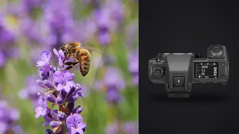 Fujifilm GFX100 II product photo beside bee gathering pollen on purple lavender flowers