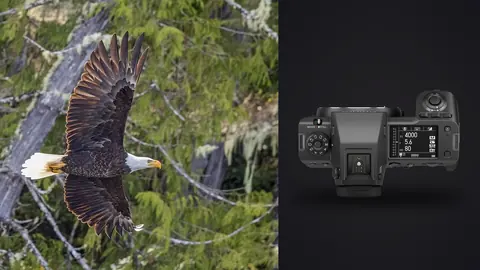 Fujifilm GFX100 II product photo beside bald eagle in flight near trees
