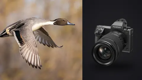 Fujifilm GFX100 II product photo beside duck in flight against blurred background
