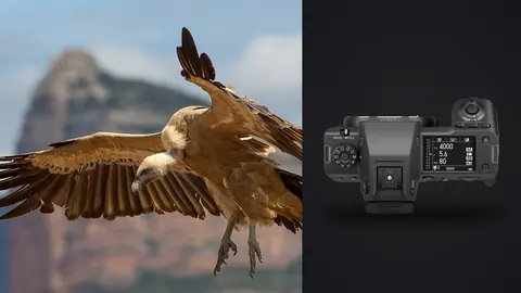 Fujifilm GFX100 II product photo beside large vulture in flight with talons extended