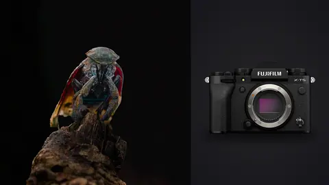 Fujifilm X-T5 product photo beside insect perched on a broken branch tip