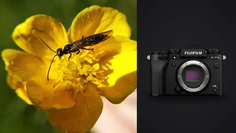 Fujifilm X-T5 product photo beside ichneumon wasp feeding on a yellow buttercup