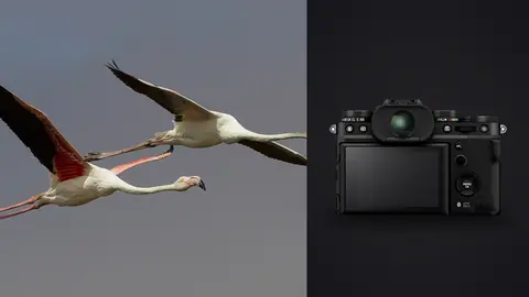 Fujifilm X-T5 product photo beside two flamingos in flight side by side