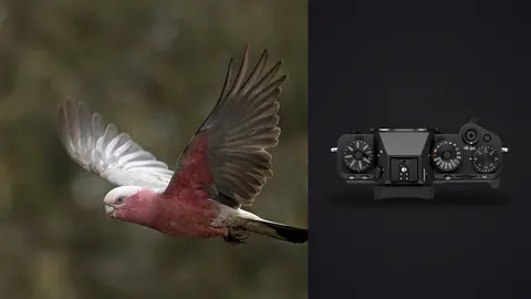 Fujifilm X-T5 product photo beside pink and grey cockatoo in flight