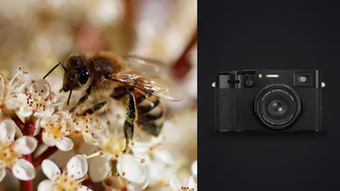 Fujifilm X100VI product photo beside two bees foraging on white flower clusters