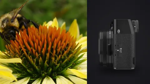 Fujifilm X100VI product photo beside bumblebee foraging on an orange coneflower