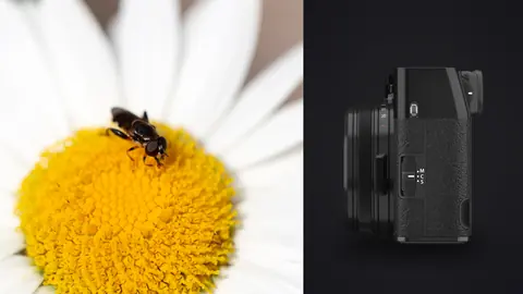 Fujifilm X100VI product photo beside small bee on a white daisy flower