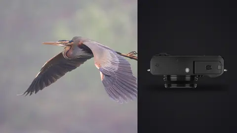 Fujifilm X100VI product photo beside purple heron in flight with wings spread