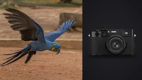 Fujifilm X100VI product photo beside blue macaw in flight near ground