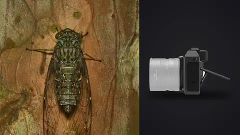 Hasselblad X2D 100C product photo beside camouflaged cicada resting flat against tree bark