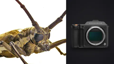 Hasselblad X2D 100C product photo beside beetle head close up showing long antennae