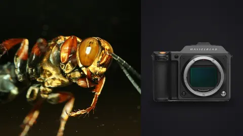 Hasselblad X2D 100C product photo beside robber fly extreme close up showing compound eyes