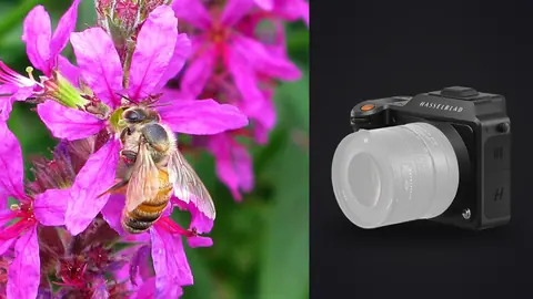 Hasselblad X2D 100C product photo beside bee gathering pollen on a bright pink flower
