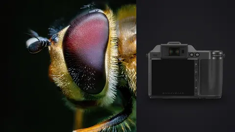 Hasselblad X2D 100C product photo beside hoverfly head close up with glossy red eyes